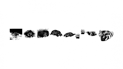 KR Crystals Badgers